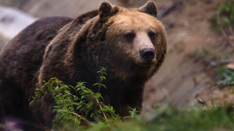Инсталират хиляди километри електрически огради заради проблема с мечките в Румъния