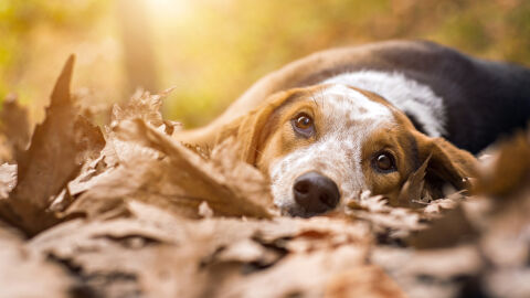 „Ферма на ужасите“: Над 250 мъртви животни, оцелелите яли трупове