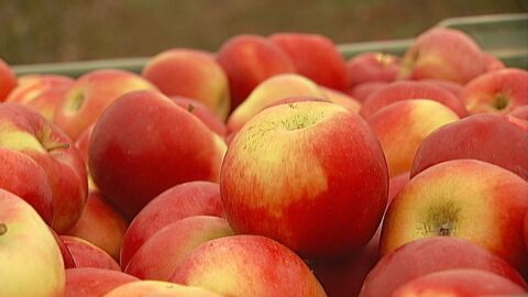 „Коктейли от пестициди“ замърсяват ябълките в цяла Европа