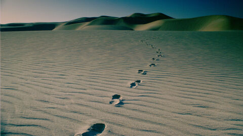 Гигантско „животинско гробище“ на 21 млн. години е открито в пустинята на Катар