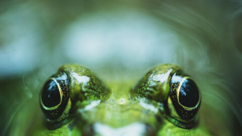 Една инжекция от бактерия, открита в червата на жаба, елиминира раковите тумори