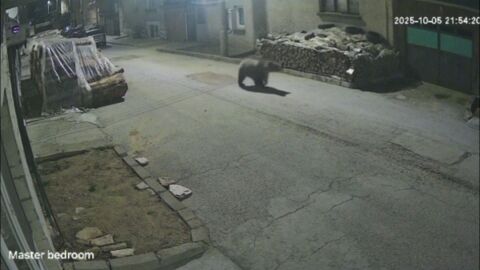 Преследване на мечка: Екип на bTV се включи в нощен обход в Карлово