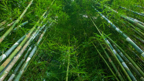 Учени създадоха биоразградима пластмаса на базата на бамбук