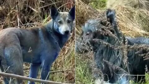 40 години след Чернобил: Откриха сини кучета в забранената зона (ВИДЕО)