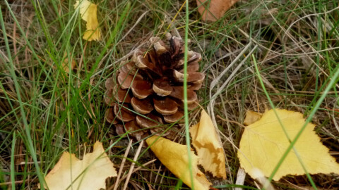 Времето на 20 ноември: Облаци, слаб вятър и дъжд