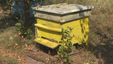 Половин милион пчели са убити при палеж на кошери в Нидерландия