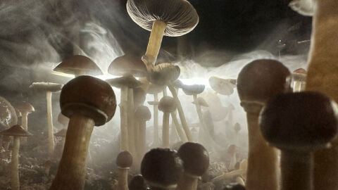 Чехия разрешава лекари да предписват лечебни „магически гъби“ 