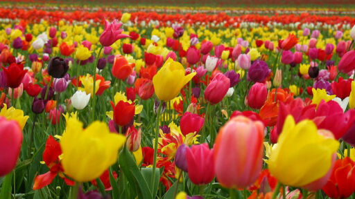 Слънчева Цветница с температури до 21 градуса