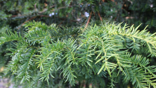 Гръцкото "дърво на смъртта" може да помогне в битката срещу раковите заболявания