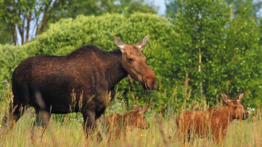 5 странни начина, по които природата се променя в Чернобил