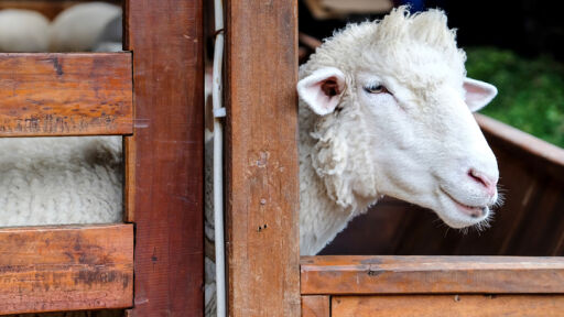 Тази година за Великден купуваме цяло агне за 170 евро 