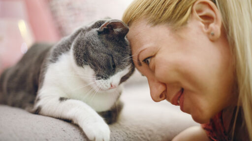 Снимка 17 неща, които котките не понасят (ВИДЕО)