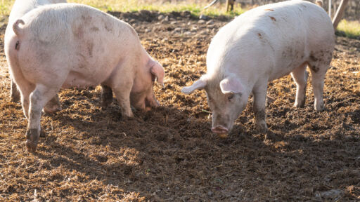 Цените на месото в свинекомплексите пада, по веригата обаче растат