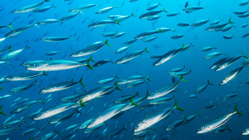 Изобретиха система, базирана на изкуствен интелект, която „чува“ кога рибите са гладни