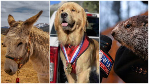 Снимка Не просто любимци: Най-известните животни с професии (СНИМКИ)