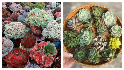 Снимка Сукуленти - колко често и как да ги поливаме  (СНИМКИ)