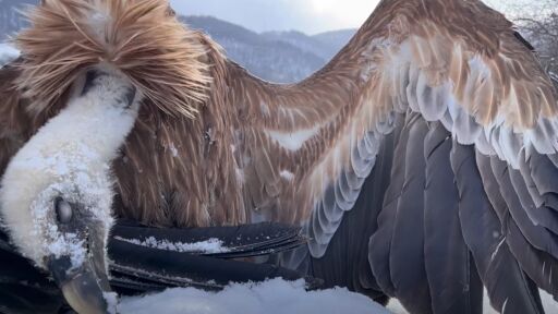 Смъртоносни отрови край Котел: Редки птици са убити. "Но рано или късно отровите ще покосят и хора“ (ВИДЕО)