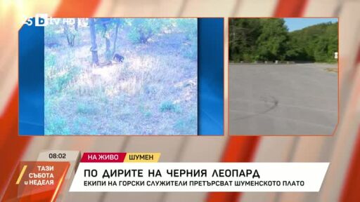 По следите на черния леопард