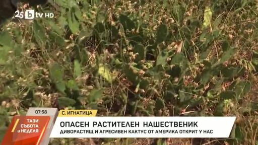 Нашествие на кактуси у нас
