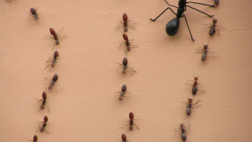 Мъж е задържан при опит да изнесе мравки за над 1500 долара в Кения 