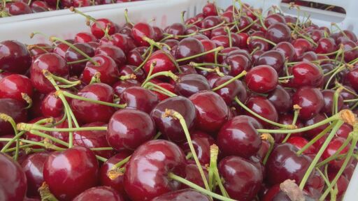 Цена от 80 евро за кг., продажбата на първите череши остава трудна
