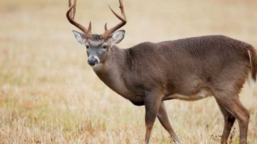 Заради елен на пътя: Шофьор се вряза в дърво