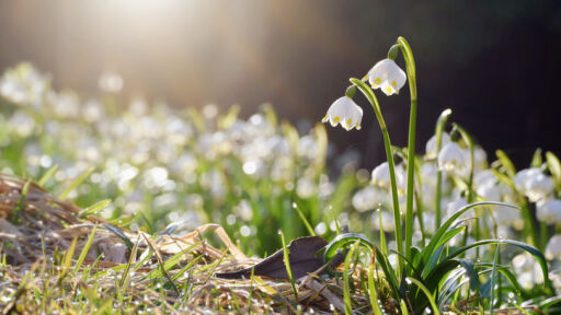 Преобладаващо слънчево днес, слаб дъжд на места. Температурите - до 18°