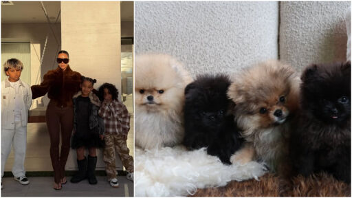 Снимка Ким Кардашиян с 4 нови кучета: В какво обвиняват нея и децата ѝ? (СНИМКИ)