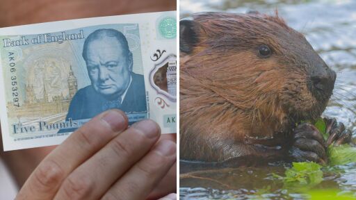 Защо британците заменят банкнотите с лика на Чърчил с...бобър?