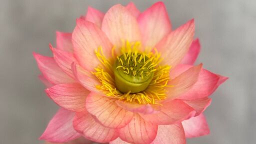 Снимка Ядливи захарни цветя показват за Цветница в Ботаническата градина на БАН