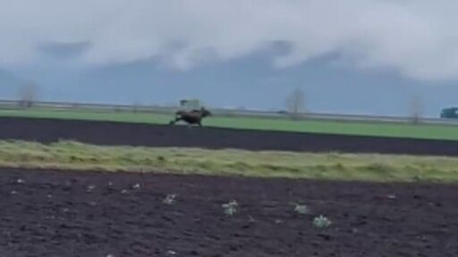 За първи път от 200 години насам в Румъния се появи лос. Заснеха го как тича през поле