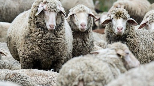 Четирима българи са задържани в Гърция за незаконен превоз на овце