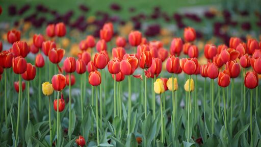 Това са най-добрите дестинации за любителите на цветя