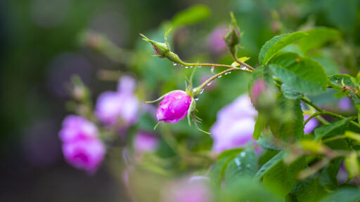 Предлагат Розовата долина да стане част от нематериалното културно наследство на ЮНЕСКО