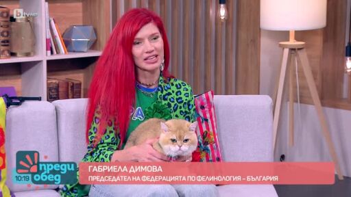 Как се отглеждат 11 котки, които печелят състезания?