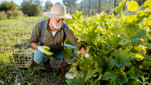 Правителството обсъжда финансова помощ за оранжерийните производители