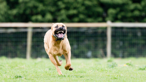 Домашен питбул нахапа две деца, играещи пред блок в Бургас 