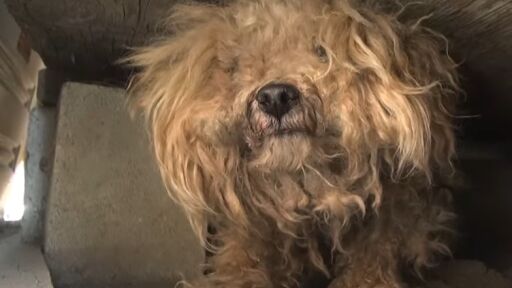 Снимка След като собственикът му почина, кученце чака 1 година пред къщата, за да се върне (ВИДЕО)