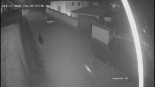 „Тя беше буквално на прага ни“: Мечка обикаля вилната зона на Карлово