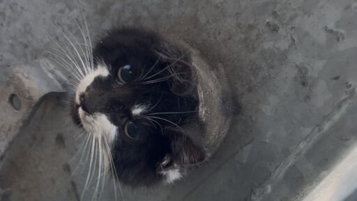 „Не можеш просто така да го оставиш“: Как спасиха заклещено коте след над 5 часа в капан в София? (ВИДЕО)
