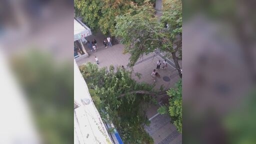 Голям клон от дърво е паднал на главната пешеходна улица в Благоевград