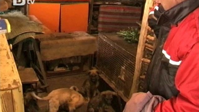 Снимка: Година затвор за собственичка на кучетата, убили шестгодишно дете 