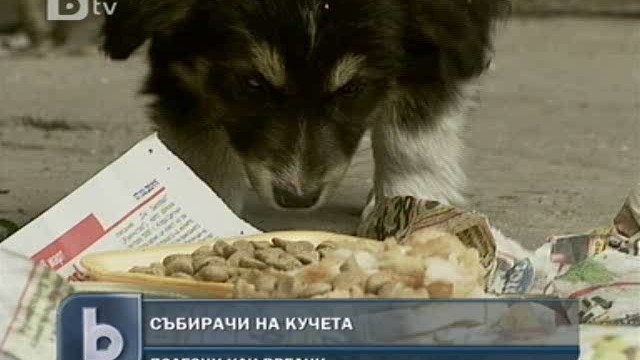 Снимка: Професия събирач на кучета