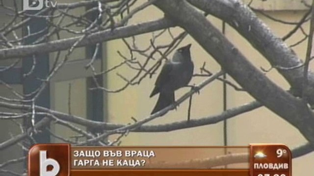 Снимка: Защо във Враца гарга не каца? 