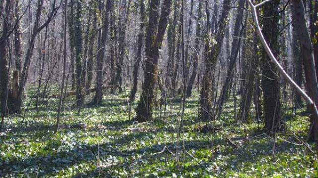 Експерти от Научноизследователския сектор на Лесотехнически университет ангажирани от Столична