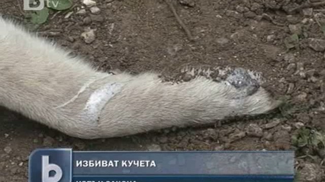 Снимка: Неизвестни тровят бездомните кучета във Враца