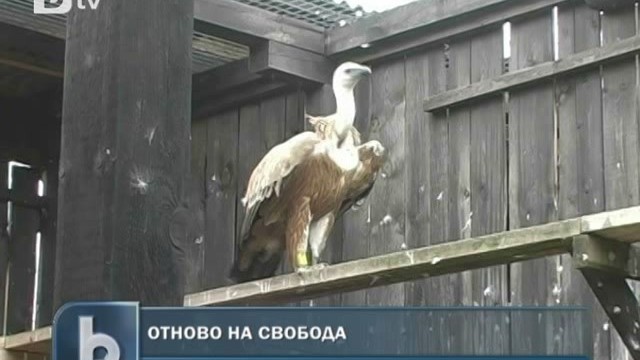 Снимка: Пуснаха на свобода белоглав лешояд, лекуван в България