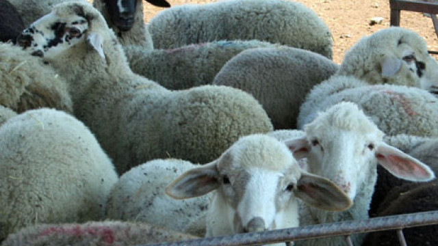 Снимка: В навечерието на Великден: Откраднаха 50 агнета за близо 9000 евро в Сливенско