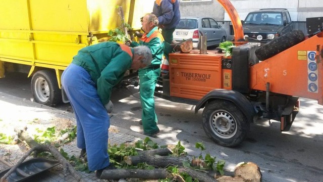 Снимка: Дърво, съборено от вятъра в Пловдив, падна върху жена