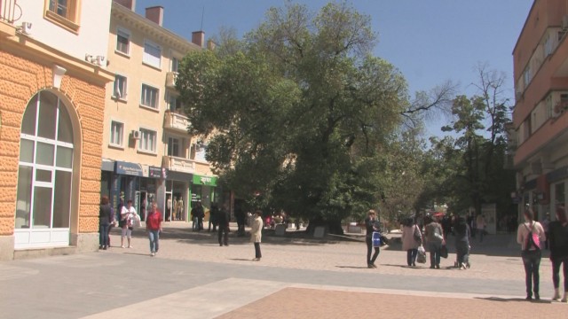 Снимка: Ваксинират Стария бряст в Сливен